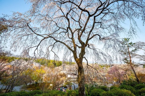 Blooming cherry trees Sogenchi Teien Japanese Garden, Tenryu-ji, Zen Buddhist temple complex,