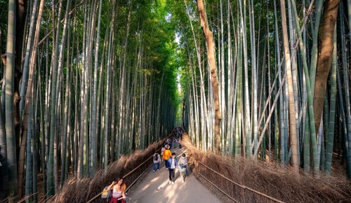 Visitors on their way through bamboo forest, towering bamboo trunks in Arashiyama bamboo forest,