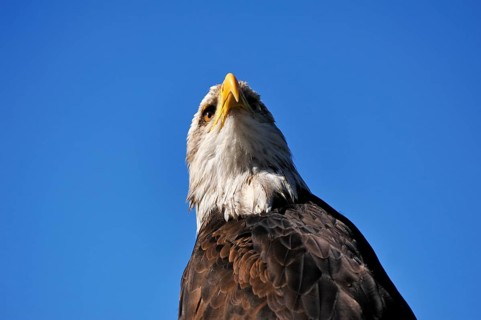 Bald eagle (Haliaeetus leucocephalus) against blue sky, public air show, Cologne, North