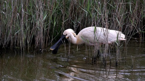 Spoonbill (Platalea leucorodia) looking for food in shallow water with drops of water in its open