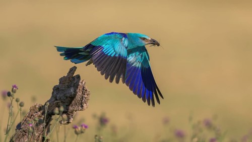 Blue racke (Coracias garrulus), starting from sitting room in a flower meadow with insect in its