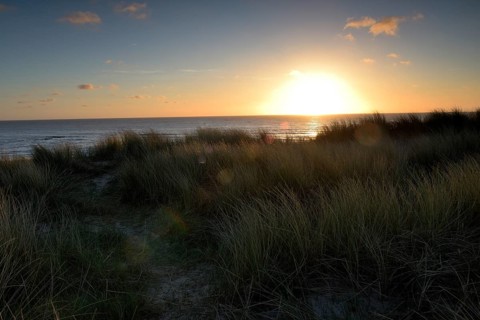 Dune landscape with beach grass on the North Sea, Texel, North Holland, Netherlands