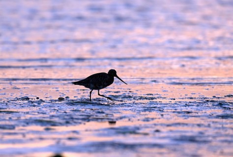 Pod-tailed woodcock (Limosa lapponica) in backlight on the beach, Texel, North Holland, the