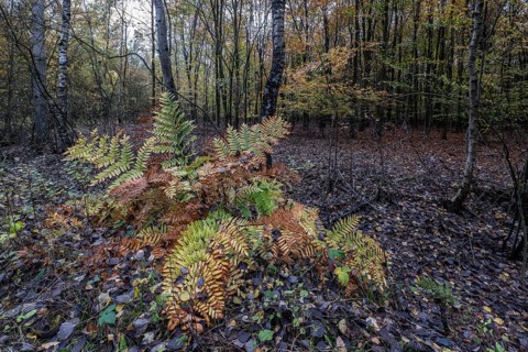 Royal fern (Osmunda regalis) in autumn leaves, Emsland, Lower Saxony, Germany