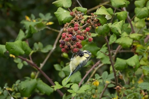 Blue tit (Cyanistes caeruleus) adult bird in a hedgerow feeding on blackberries in summer, England,