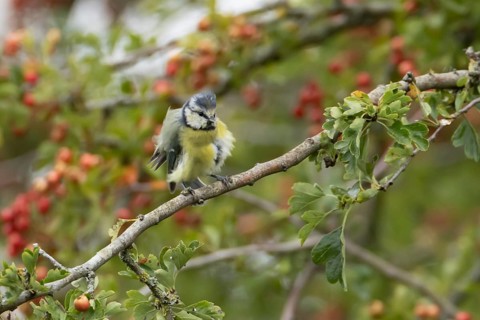 Blue tit (Cyanistes caeruleus) adult bird in a Hawthorn hedgerow with red berries in summer,