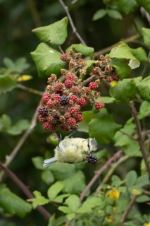 Blue tit (Cyanistes caeruleus) adult bird in a hedgerow feeding on blackberries in summer, England,
