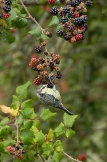 Blue tit (Cyanistes caeruleus) adult bird in a hedgerow on blackberries in summer, England, United