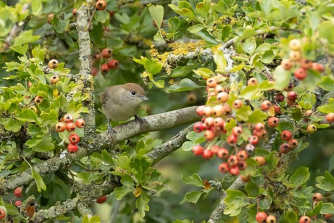 Eurasian blackcap (Sylvia atricapilla) adult female bird in a Hawthorn hedgerow with red berries in