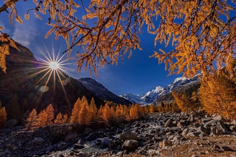 River, larch forest, autumn color, autumn, mountains, glaciers, morning light, Morteratsch Valley,