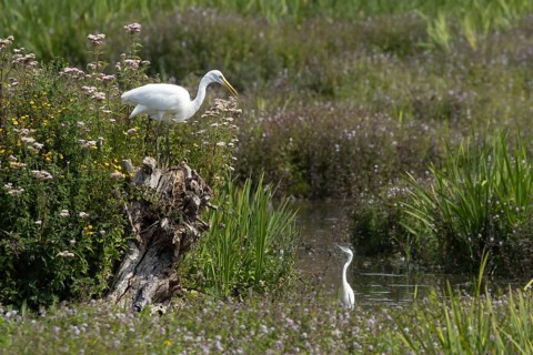 Great white egret (Ardea alba) adult bird on a tree stump amongst summer flowers looking down at a