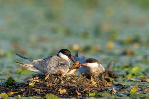 White-bearded terns (Childonias hybride) with young birds at their nest, Danube Delta, Romania