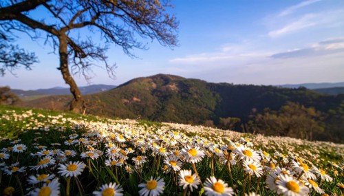 A sunlit meadow with daisies against a forest backdrop under a blue sky, Late summer country