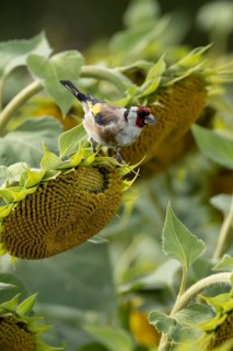 European goldfinch (Carduelis carduelis) adult bird feeding on a sunflower seed in a field of