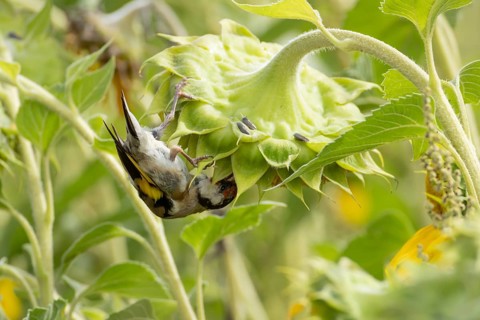European goldfinch (Carduelis carduelis) adult bird feeding on a sunflower seed in a field of