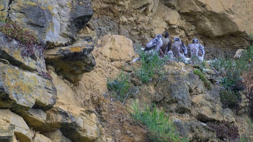 Peregrine falcon (Falco peregrinus), adult female in her habitat feeding nestlings in picturesque