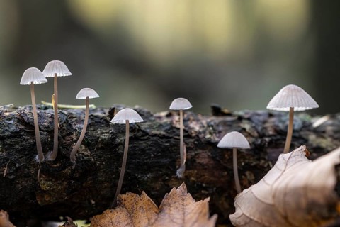 Helmlinge (Mycena), Emsland, Lower Saxony, Germany