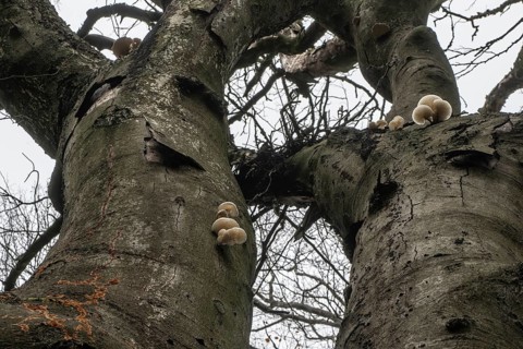 Ringed beech mucida (Oudemansiella mucida), Emsland, Lower Saxony, Germany