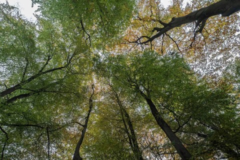 Beech forest (Fagus sylvatica) in autumn leaves, Emsland, Lower Saxony, Germany