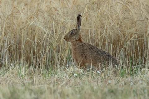 European brown hare (Lepus europaeus) adult animal in a farmland wheat field in summer, England,