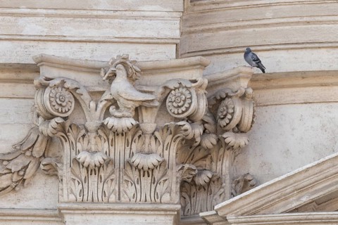 Feral dove (Columba livia) adult bird on a building with a peace dove bird sculture in the city of