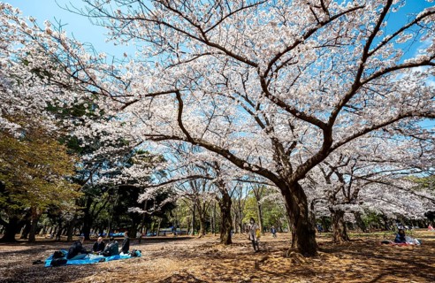 People picnicking under cherry blossoms in Yoyogi Park, Hanami Festival, Shibuya District, Tokyo,