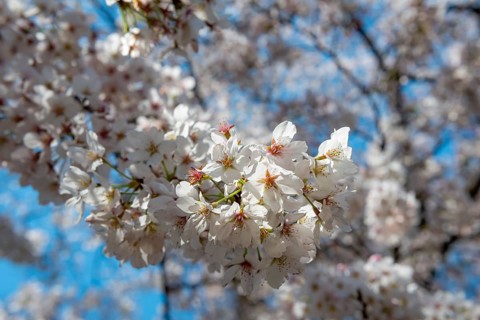 Cherry tree blossoms in spring, Yoyogi Park, Hanami Festival, Shibuya Ward, Shibuya District,