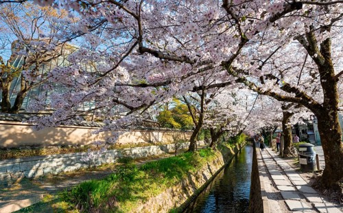 Footpath along a canal, cherry blossoms in spring, Philosopher's Path or Tetsugaku no michi, Kyoto,
