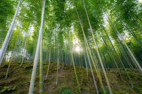 Towering bamboo stems in Arashiyama bamboo forest, with sun star, Kyoto, Japan