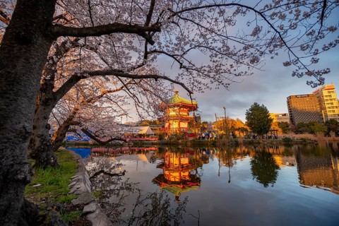 Shinobazunoike Bentendo temple reflected in lake at sunset, Shinobazu pond, lakeside cherry blossom