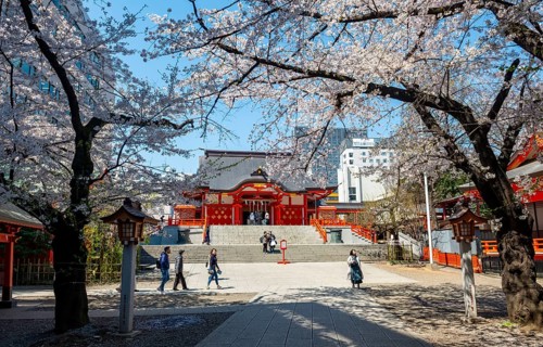Shinto Shrine main building, Hanazono Shrine, cherry trees blooming in spring, Shinjuku City, Tokyo