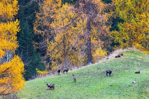 Chamois (Rupicapra rupicapra) in front of yellow larches (Larix), autumn, Zernez, Engadin,