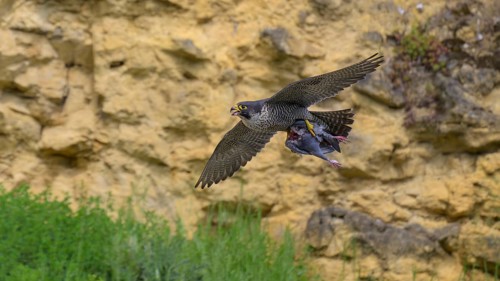 Peregrine falcon (Falco peregrinus), Peregrine falcon, flying with prey on a rock wall, biosphere