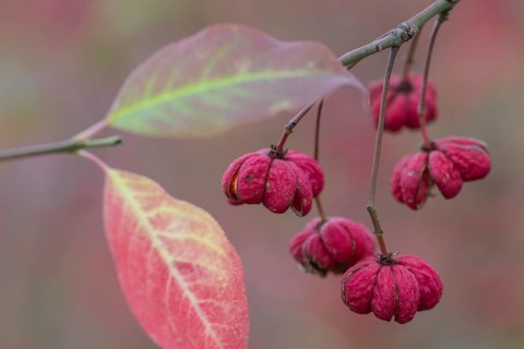 Common spindle bush (Euonymus europaeus), fruits, Emsland, Lower Saxony, Germany