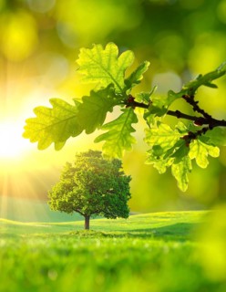 A serene landscape featuring a large tree by a stream at sunset with vibrant green grass and