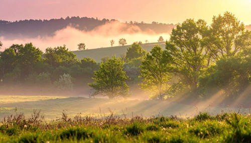 A misty field at sunrise with soft light illuminating trees and greenery, creating a serene