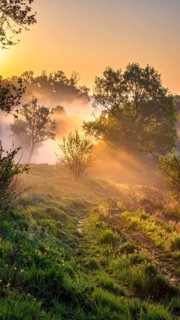 A misty field at sunrise with soft light illuminating trees and greenery, creating a serene