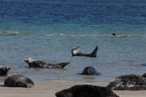 Seals and grey seals on the bathing dune of the island of Heligoland, Schleswig-Holstein, Germany