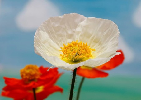 Icelandic poppy (Papaver nudicaule), flowers in the studio, painted background, North