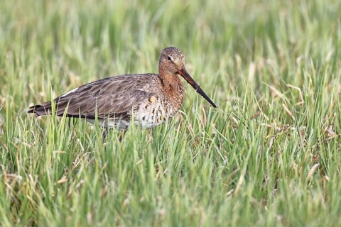 Blacktail (Limosa limosa) runs on the shore of a lake in a moor, snipe birds, wildlife, nature