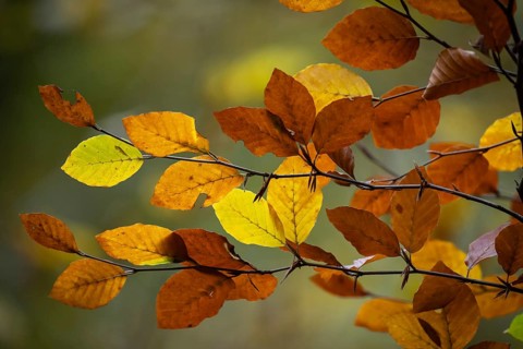 Yellow-brown colored beech leaves, autumn, Stuttgart, Germany