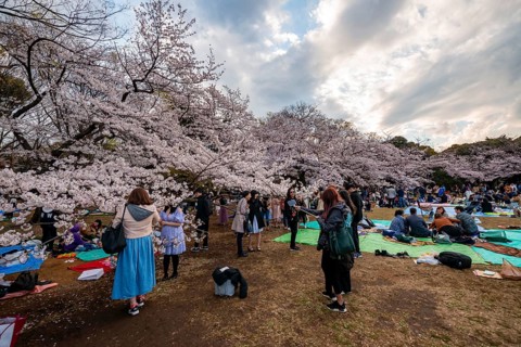 Japanese people picnicking under cherry blossoms in Yoyogi Park, Hanami Festival, Shibuya District,