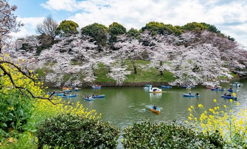 Chidorigafuchi Canal with rowing boats, blooming cherry trees on the shore, castle moat, Japanese