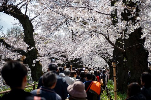 People walking under blooming cherry trees, Japanese cherry blossoms in spring, Hanami Festival,
