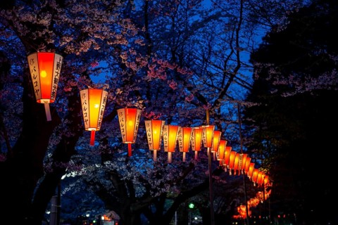 Blooming cherry trees and illuminated lanterns with Japanese lettering in the evening, blue hour,