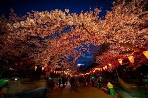 People walking through the park, blooming cherry trees and illuminated lanterns with Japanese