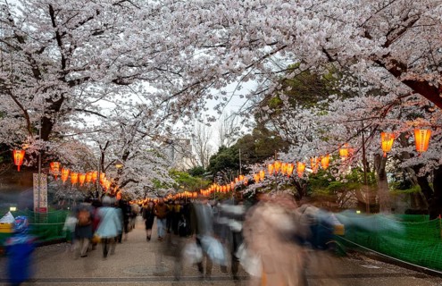 People walking through the park, blooming cherry trees and illuminated lanterns with Japanese