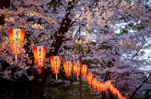 Blooming cherry trees and illuminated lanterns with Japanese writing in the evening, Hanami