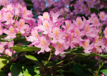 Rhododendron flowers (Rhododendron), North Rhine-Westphalia, Germany