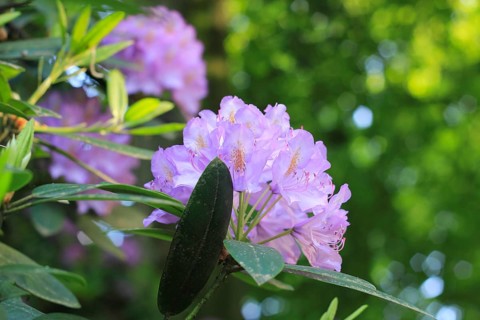 Rhododendron flowers (Rhododendron), with beautiful bokeh, North Rhine-Westphalia, Germany